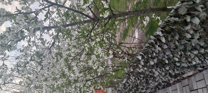 Otopeni, str. Craitelor,